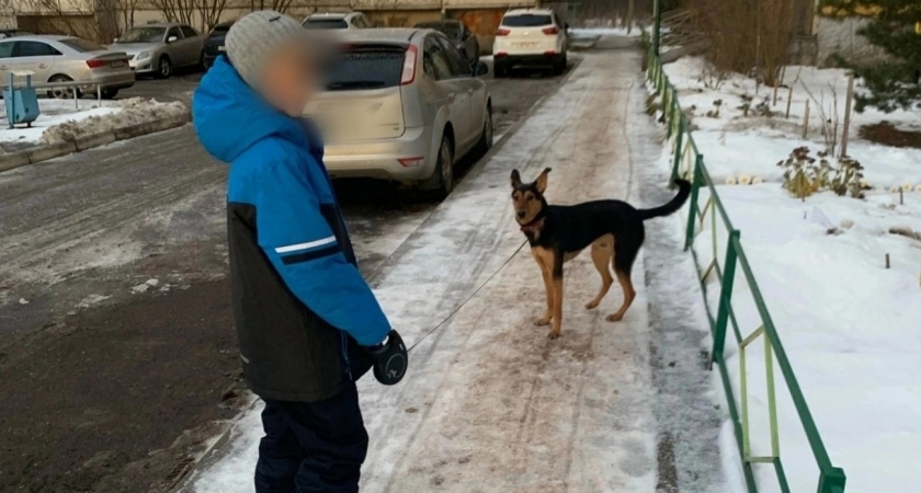 Мальчик попросил у Деда Мороза щенка и нашел брошенного пса у дверей ДК