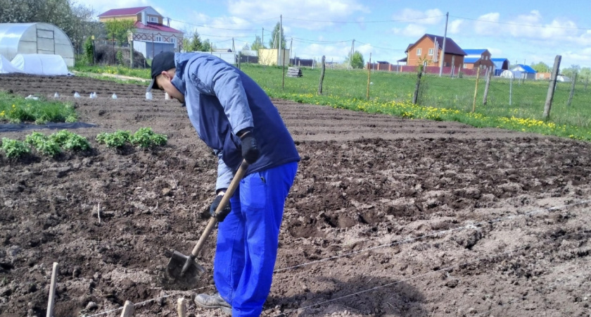 Россиян лишают насущного хлеба: теперь за посадку картофеля бездушно штрафовать