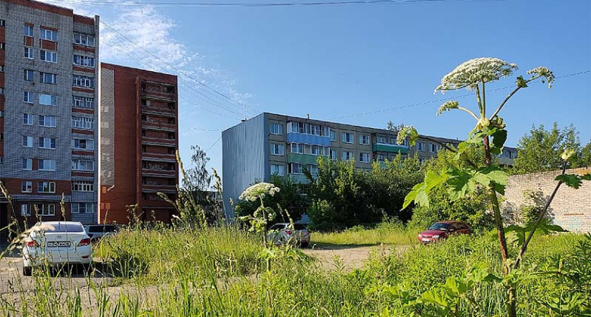 За борщевик на участке могут оштрафовать и изъять землю
