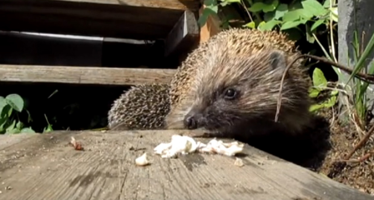 Милый ёж на даче может стать причиной вашей смерти: три смертельные ошибки, которые совершают 9 из 10 дачников