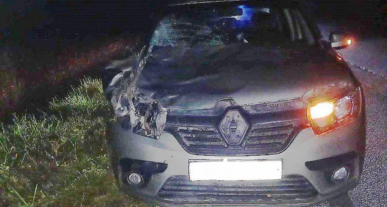 Лось погиб под колесами Renault на трассе Рыбинск-Ярославль во время брачного периода
