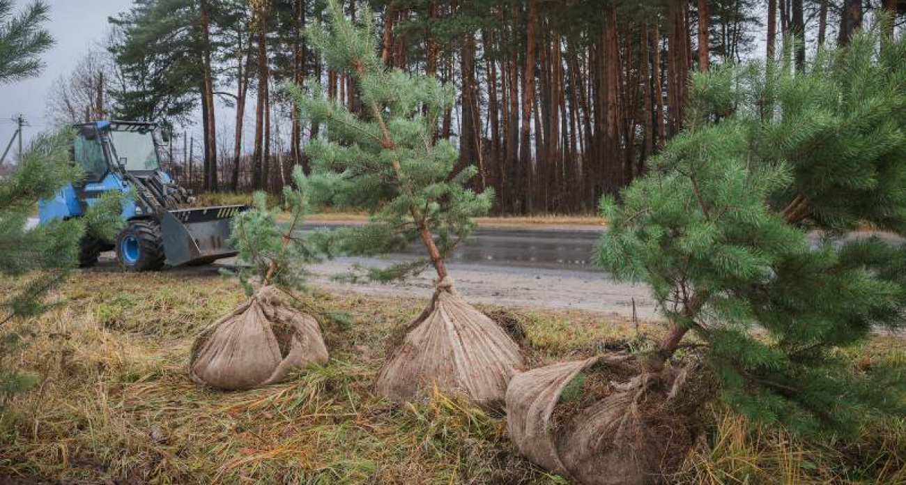 300 крупномеров заменят старые деревья в лыжном парке Рыбинска 12 октября