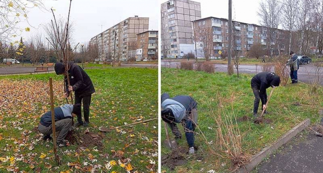 Рыбинец подарил городу 50 экзотических деревьев из личного питомника для парка Фейгина