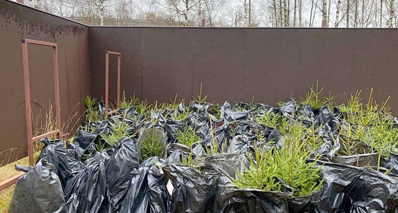 Завод "Энмаш" высадил 170 елей в рыбинском парке после октябрьских 300 сосен