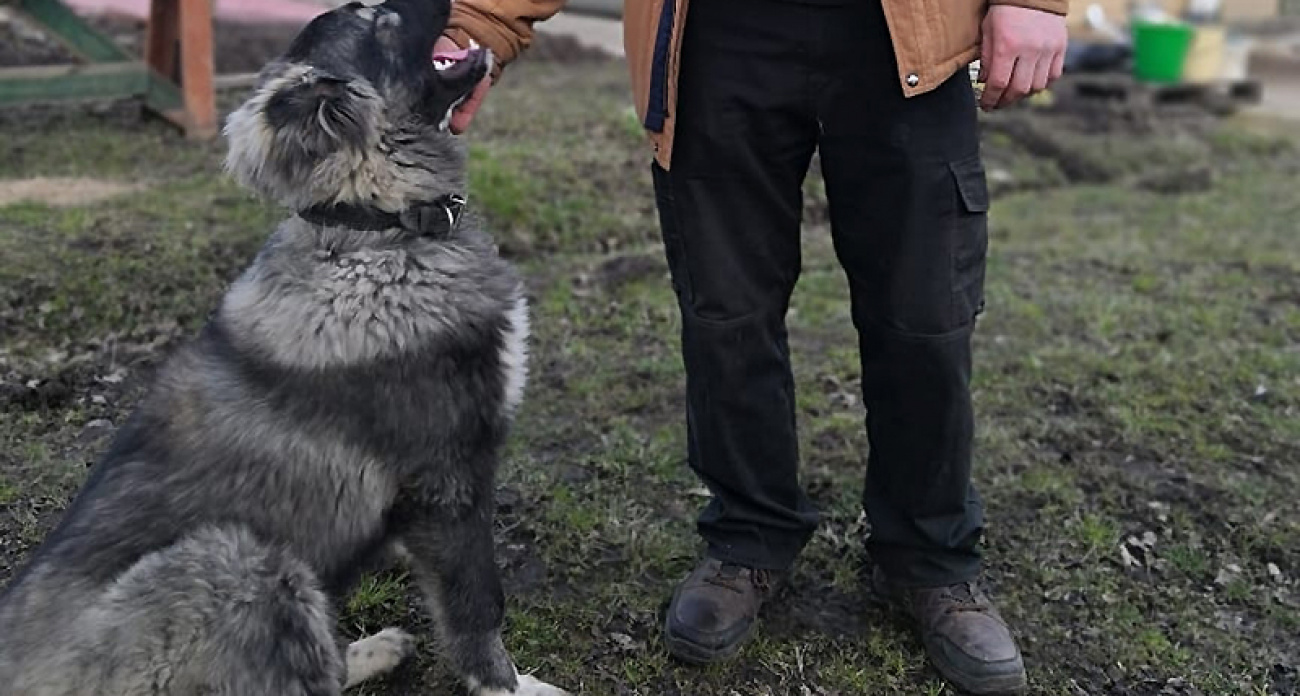 Собака умирала полчаса в мучениях: выстрел через забор всколыхнул поселок под Рыбинском