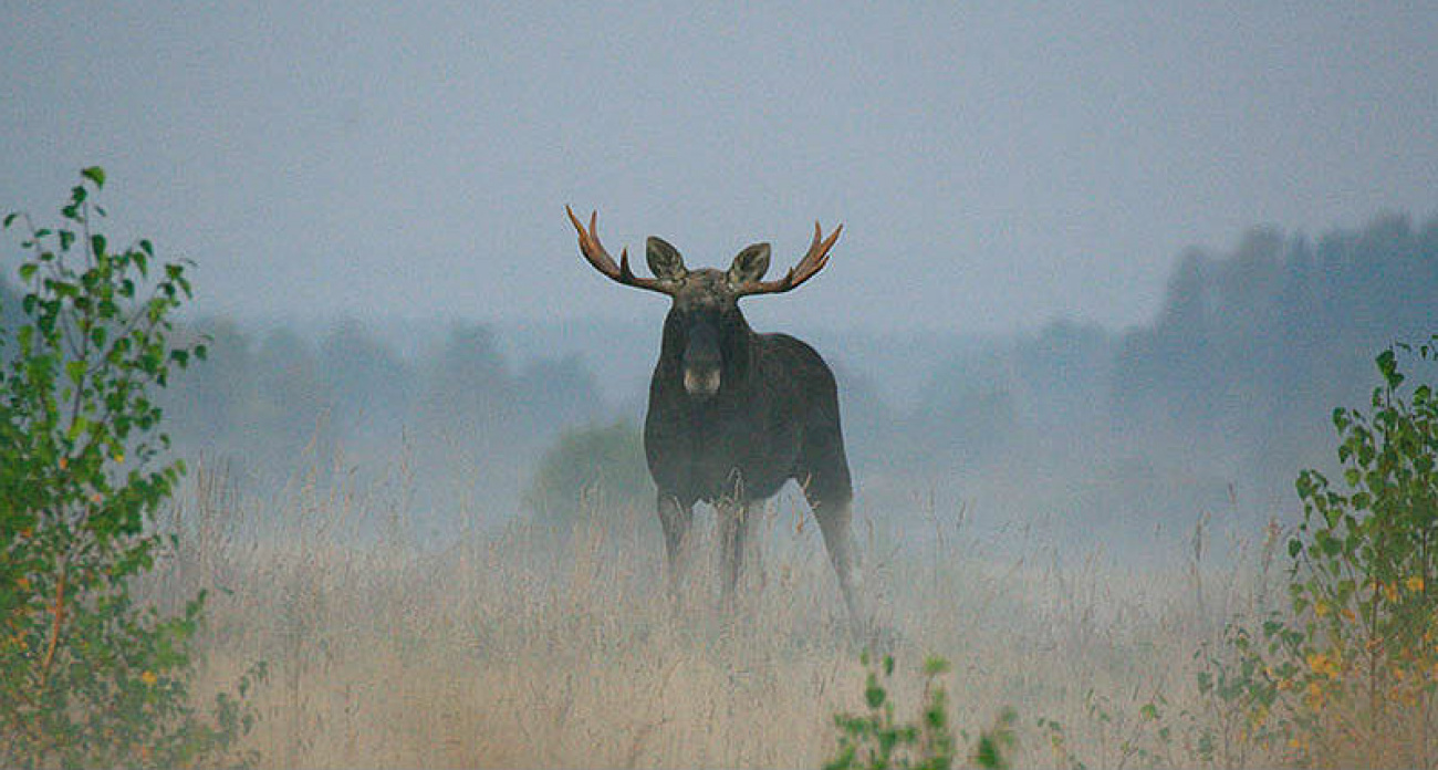 Двух браконьеров осудили на 3,5 года за лосей: изъяли карабин и вездеход