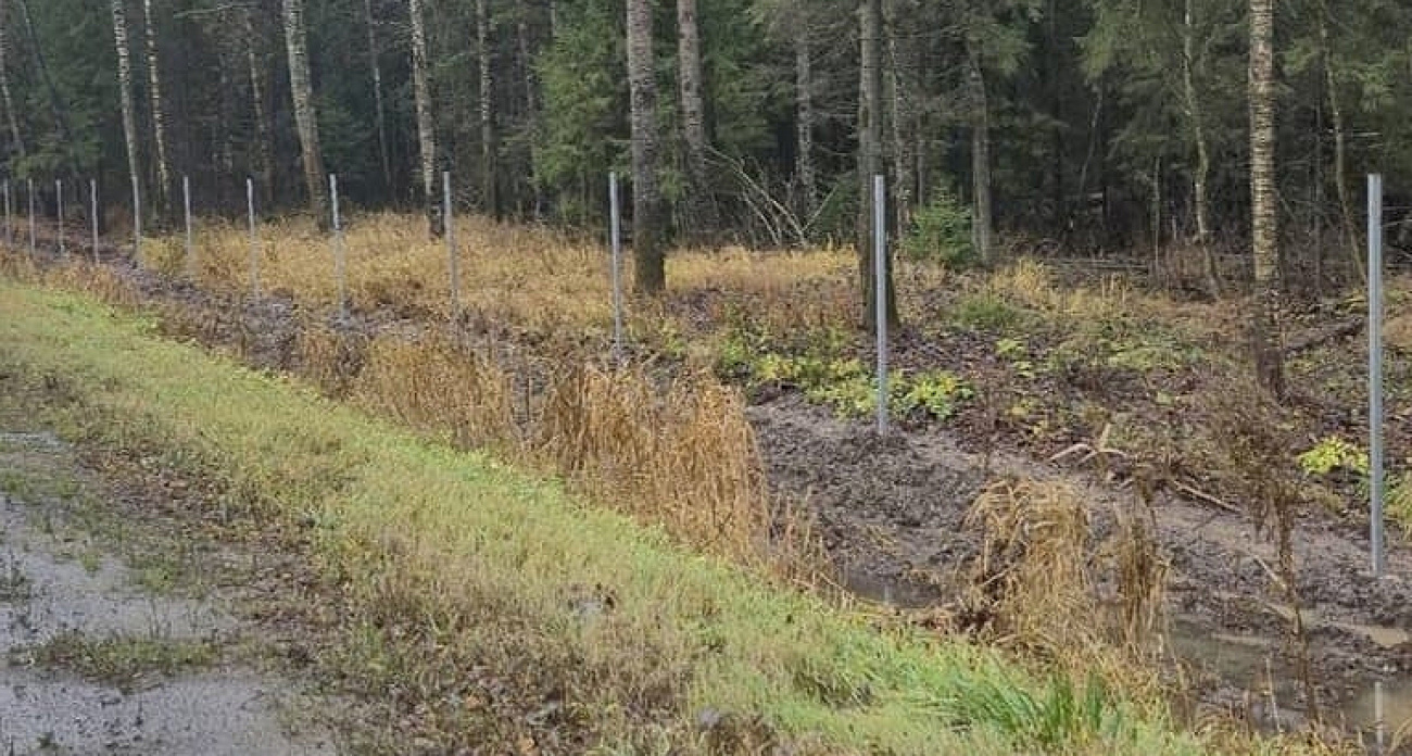 Двухметровый забор от лосей установят на опасном участке трассы под Рыбинском