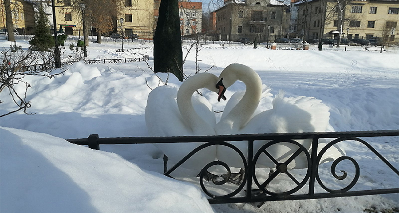 Тысячу тюльпанов, крокусов и нарциссов высадили в Карякинском саду перед закрытием на зиму