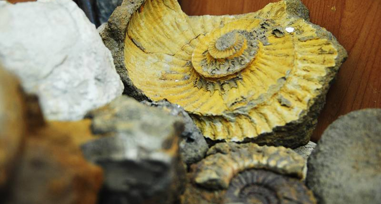 Рыбинские школьники исследовали лошадей Пржевальского и каменные шары: трое в финале Всероссийского экоконкурса