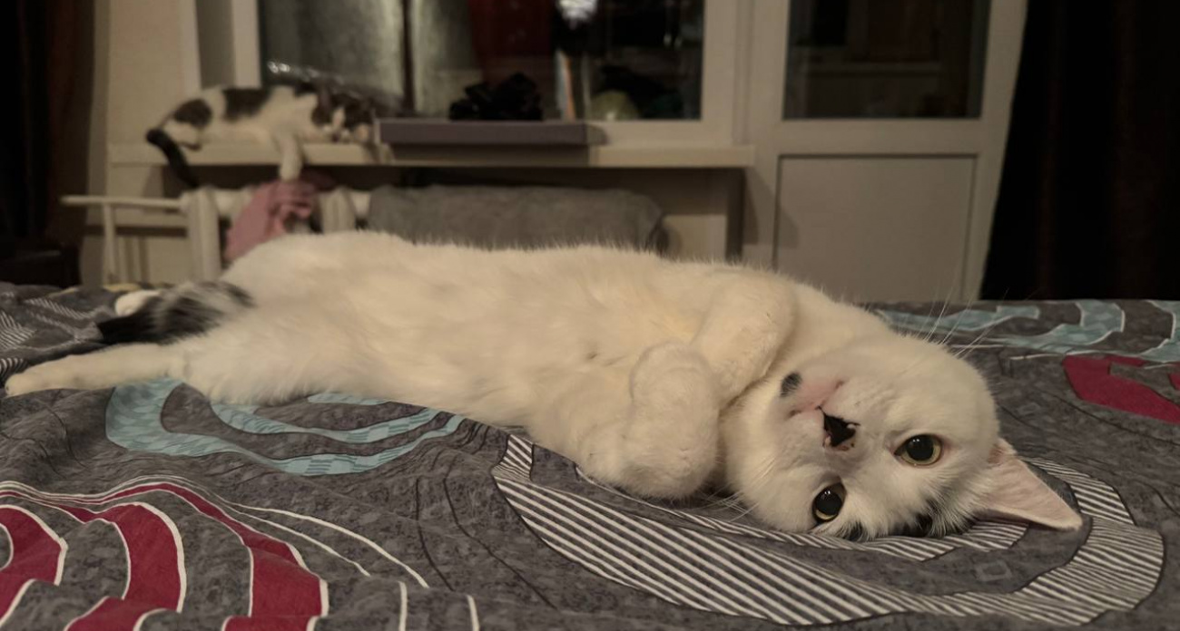 Что чувствуют уличные коты, когда их берут в дом. Знайте это наверняка