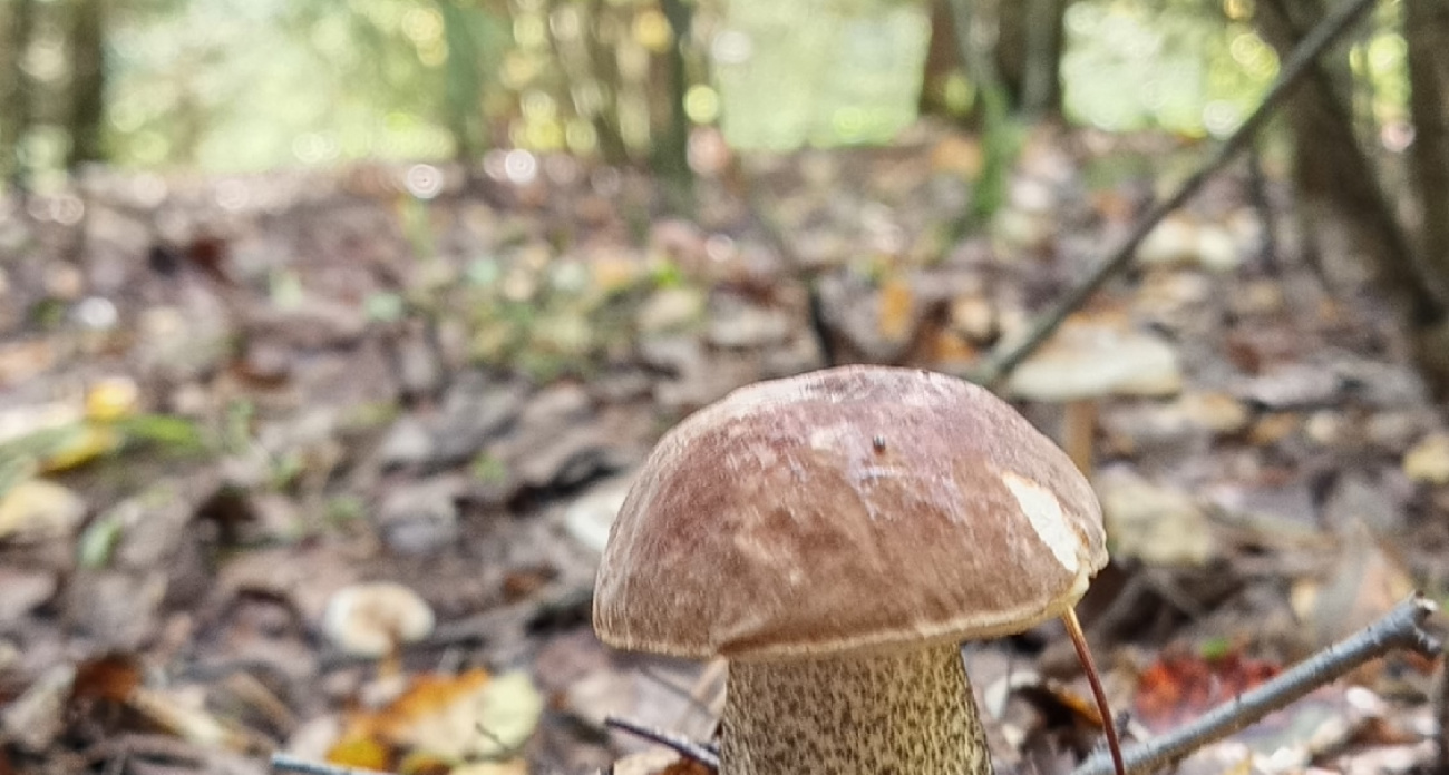 Гриб, о котором я раньше не слышала, изменил мой взгляд на тихую охоту. Делюсь находками
