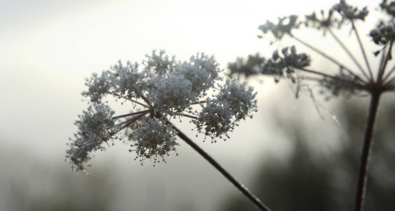 От +5° до -9° за сутки: в Рыбинске "октябрь сменится январем" уже в выходные
