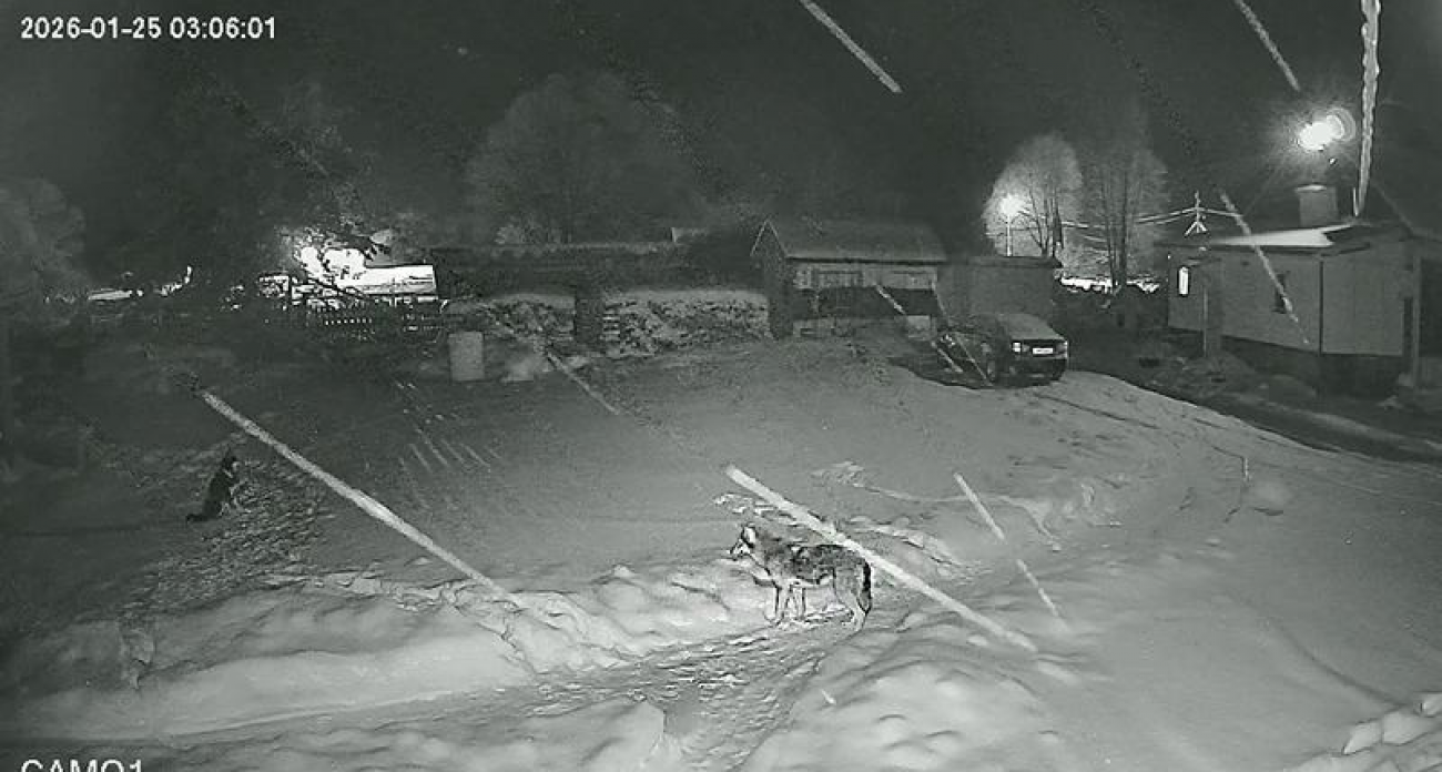 «Следим с лета»: волк перешёл реку и загрыз цепного пса у дома в деревне под Рыбинском