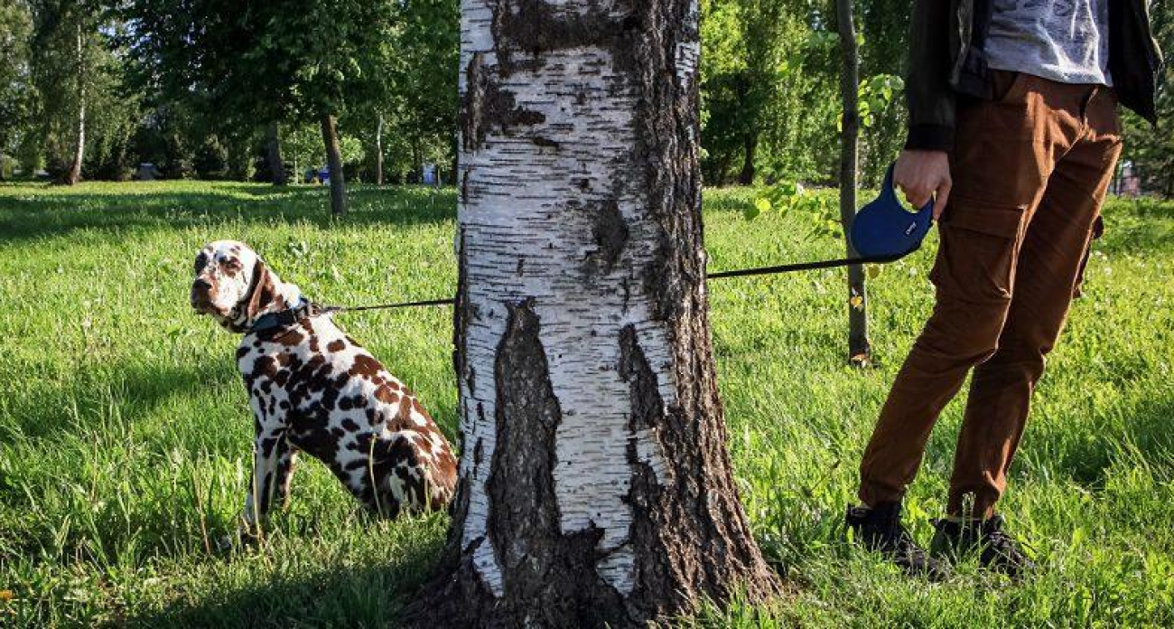 Срубили березовую рощу под Рыбинском: виновникам светит до 4 лет тюрьмы