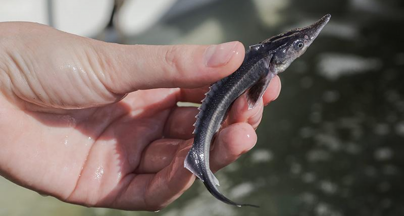 Рыбинский бизнесмен оштрафован за рыбу, прижатую к стенам: нарушил ключевые санитарные нормы