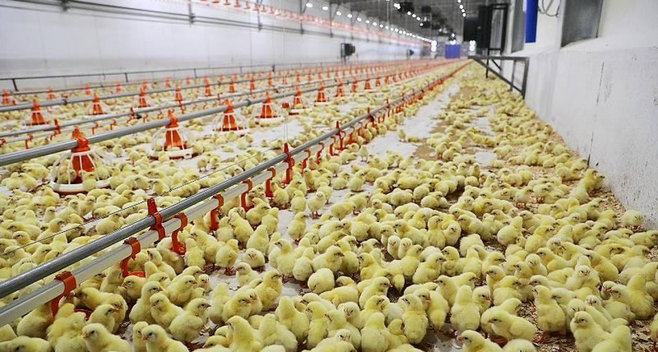 Рекордные 67 тысяч тонн мяса: «Ярбройлер» ворвался в топ-20 производителей России после инвестиций в 1,2 млрд