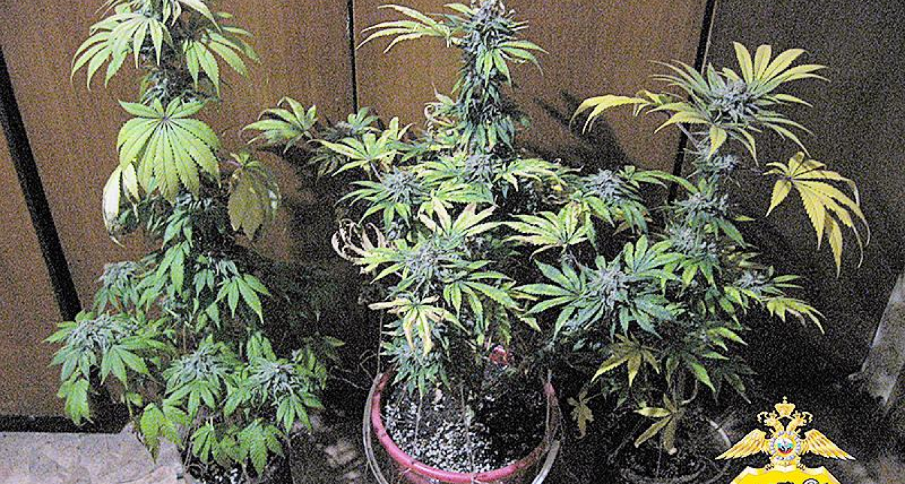 235 тысяч за молчание: 59-летняя жительница Рыбинска пыталась подкупить ГАИ, скрывая домашнюю плантацию конопли