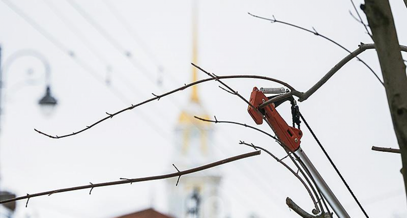 В Рыбинске деревья «лечат» штанговыми высоторезами