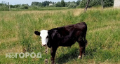 В Рыбинске ввели карантин по лейкозу крупного рогатого скота до 2026 года