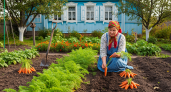 Пожелтела ботва — морковь зовёт: древний знак, который открывает секрет идеального урожая
