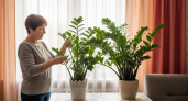 Почему цветоводы скрывают этот рецепт: 4 капли превращают умирающий замиокулькас в зелёного гиганта