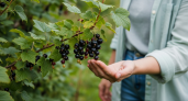 Агрономы скрывали эту хитрость с двумя порошками: смородина плодоносит как в советских садах