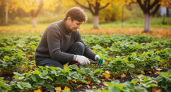 Садоводы молчат об этом секрете: что делают с клубникой в сентябре те, кто собирает ведрами