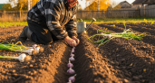 Садоводы скрывают, что добавляют в грядки перед посадкой чеснока — луковицы вырастают размером с мужской кулак
