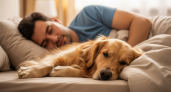 60% владельцев делают это каждую ночь, но ветеринары предупреждают о 200 видах скрытых угроз