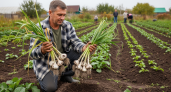 На рынке вокруг его чеснока собираются толпы: дачник раскрыл систему трёх этапов, которая превращает обычные головки в калиброванные гиганты