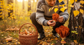 Лесной гриб-паразит превращает свою жертву в деликатес со вкусом омара: опытные грибники знают, где его искать