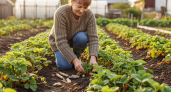 Секрет соседки, которая собирает клубнику вёдрами: что она делает в сентябре, пока вы отдыхаете
