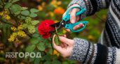 Агроном раскрыл октябрьский секрет роз: одна бутылка и правильный срез превратят черенок в роскошный куст