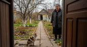 7 пород кошек, которые уничтожают крыс и мышей лучше любой ловушки — саванна справляется даже с крупными грызунами