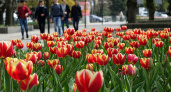 26 тысяч тюльпанов четырех сортов превратят перекрестки Рыбинска в цветочные оазисы