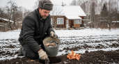 Старый огородник поделился секретом, как превратить один клубень в целое ведро картошки без химии и хлопот