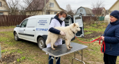 Кошек и собак в Рыбинске бесплатно привьют от бешенства с 26 апреля