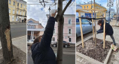 В Рыбинске коммунальщики лечат молодые деревья от повреждений садовым варом