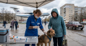 В Рыбинске стартует бесплатная вакцинация животных от бешенства по микрорайонам