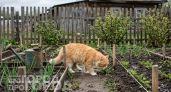 Больше не нахожу кошачьи «подарки» на грядках: коты обходят мой огород стороной благодаря этой специи