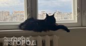 Забудьте о ветеринарах: 3 породы кошек с железным иммунитетом, которые радуют владельцев до 20 лет
