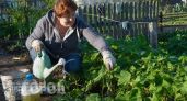Перестаньте совершать эти 5 ошибок в уходе за огурцами: уберите их из практики и собирайте урожай вёдрами