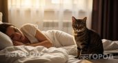 Ваша кошка постоянно занимает ваше место: узнайте главную причину такого поведения и как это исправить