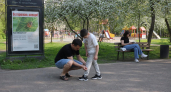 Ярославская область признана эндемичной по клещевому энцефалиту
