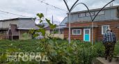 Китайцы выстроились в очередь у моего забора ради обычного сорняка: почему это растение стоит целое состояние
