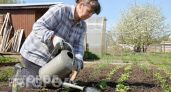 Забываю про вредителей на весь сезон благодаря пачке соды: простая хитрость для защиты грядок от нашествия