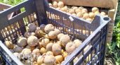 Забудьте про урожай на даче: теперь за посадку обычной картошки придут с проверкой и выпишут крупный штраф