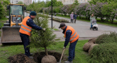В Рыбинске на бульваре Ушакова больные ели заменят пышными крупномерами