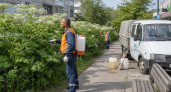В Рыбинске обработают 42 гектара от борщевика до начала цветения