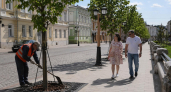 Полтора десятка кленов-крупномеров появились в Преображенском переулке Рыбинска